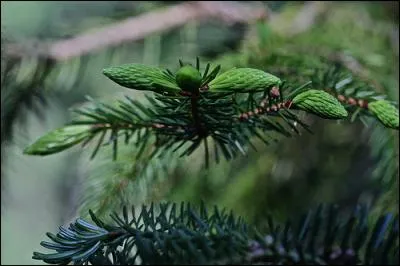 Qu'est donc une plante dite « chasmogane » ?