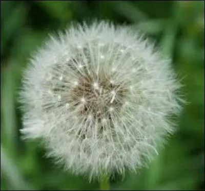 Voici un mot commun mais dont le sens est particulier en botanique  : le chevelu ?