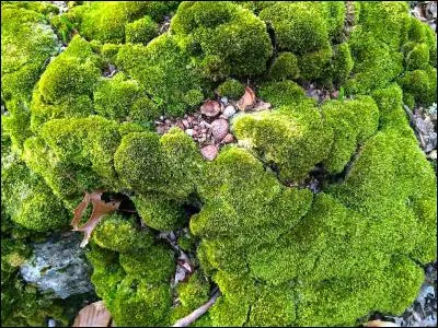 L'adjectif « décombant » est utilisé pour ?