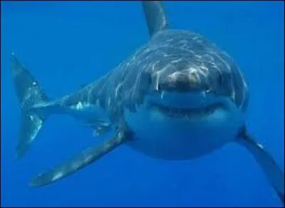 La plage de New Smyrna aux États-Unis détient le record du plus grand nombre d'attaques de requins (238).
Dans quel Etat se trouve-t-elle ?