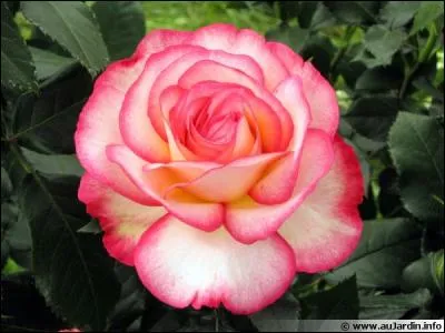 Je vais cueillir cette fleur.