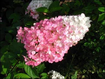 Une ancienne espionne rangée et gérante d'une usine de porcelaine refait surface à la demande de son ancien amant.