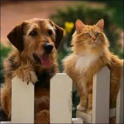 Dans votre assiette, c'est le thymus du veau :