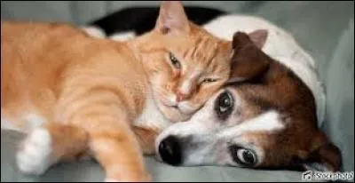 Il peut être paddy, cargo, blanc, étuvé :