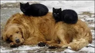 Bain bouillonnant à remous :