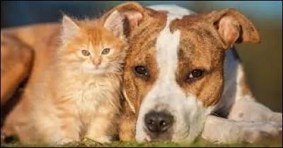 Argile, variété d'ocre :