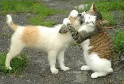 Musique jamaïcaine :