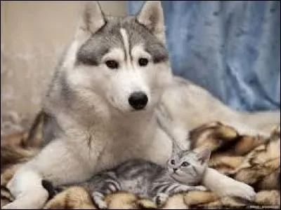 Musique. Cinquième note de la gamme de do :