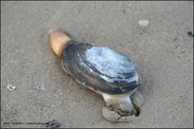 Voici revenu le temps de la pêche à pied. À l'aide d'une bêche, tu peux ramener à la surface ce gros coquillage enfoui dans le sable. Ajoute une lettre au mot "me" pour connaître son nom.