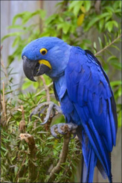 Découvre le nom de ce bel oiseau bleu en ajoutant une de ces trois lettres au mot "ra".