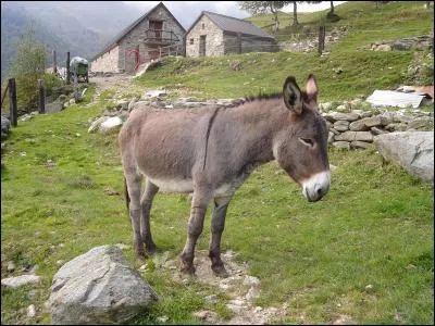 Ajoute une lettre au mot "an" pour écrire le nom de ce mammifère de la famille des équidés.