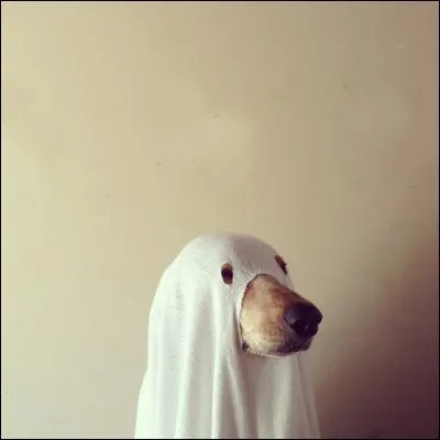 Que pr&eacute;f&eacute;rerais-tu faire de ton week-end ?