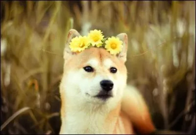 Physiquement, tu es plut&ocirc;t :