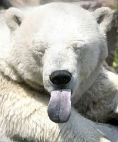 La jolie langue que voilà, tirée par un ours polaire. Quelle est l'exacte couleur de la langue de l'ours polaire ?