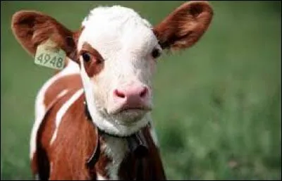 Ce petit v___ est mignon.