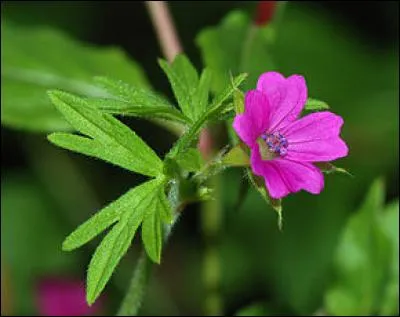 Géranium : le nom est connu, moins la fleur, confondue avec le pelargonium. Que signifie son nom ?