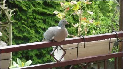 Retrouvez le nom de ce pigeon sauvage (enfin normalement) !