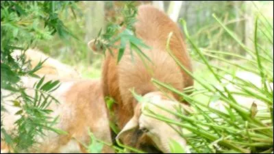 Quel fromage pouvez-vous associer à cette photo ?