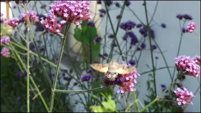 Quel animal figure sur cette photo ?