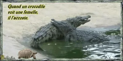 Trouvez la bonne photo, parmi les trois suivantes !