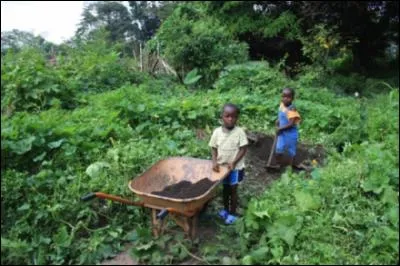 Une ancienne technique agricole, pratiquée en Afrique de l'Ouest, pourrait améliorer la planète. À quoi pensez-vous ?