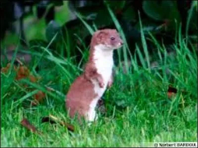 Qui est Duck Weaselton ?