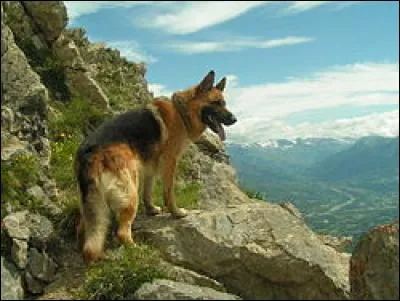 Le pays d'origine de ce chien est l'Allemagne.