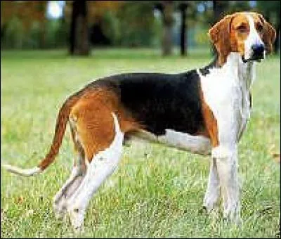 L'anglo-français de petite vénerie est une race de chiens originaire de l'Angleterre.