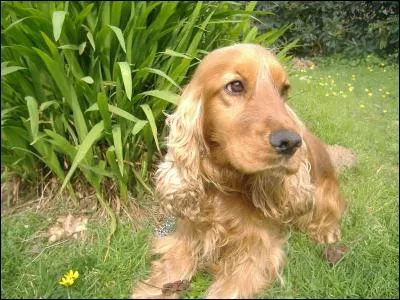 Le chien dans "Boule et Bill" est un cocker.