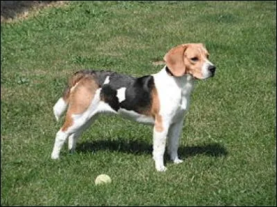 Le beagle est une race de chien originaire d'Angleterre.