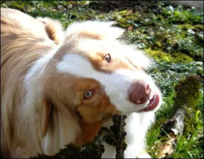 Le pays d'origine du berger australien est l'Australie.