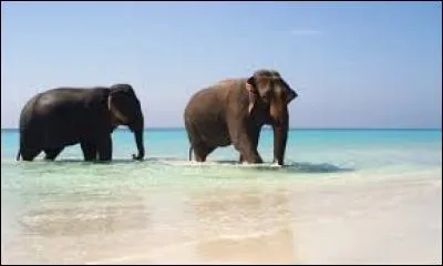 À Granville, quel animal est interdit de plage ?