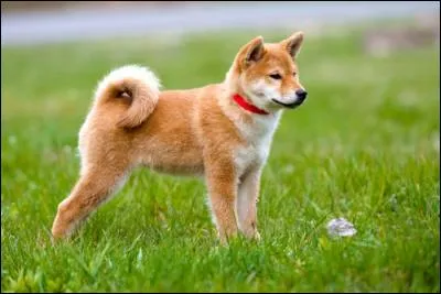 Le chien sauvage existe-t-il encore ?