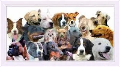 Quelle race de chiens préféres-tu ?