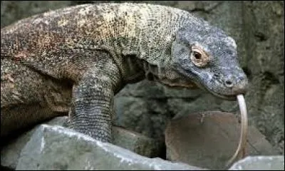 "V" comme "varan". Les plus massifs de ces représentants de l'ordre des sauriens sont connus pour vivre dans l'archipel suivant :