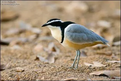 Le pluvian, que l'on voit sur cette photo, est un oiseau qui vient pénétrer dans la bouche des...