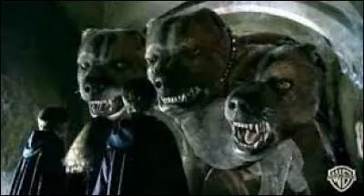 Comment s'appelle le chien à trois têtes ?