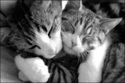 Comment diriez-vous "câlin" en langage sms ?