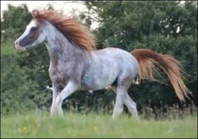 Quelle est cette robe ?