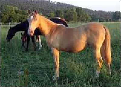 Quelle est cette robe ?