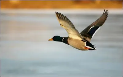 Laquelle de ces définitions ne désigne pas un "canard" ?