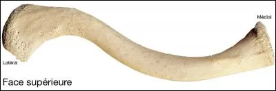 Quel os, ne possédant qu'une épiphyse, a la forme d'un S ?