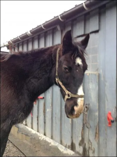 Un pansage dure pendant 2 heures.