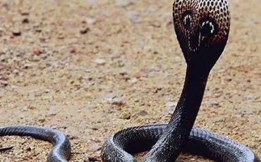 Quiz Serpents
