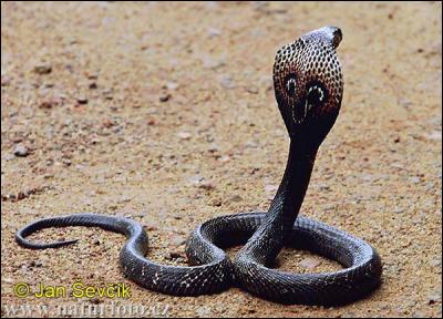 Quel serpent est communément appelé "serpent à lunettes" ?