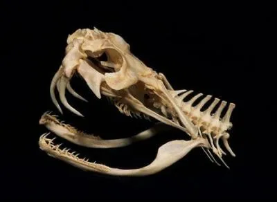 Lequel de ces serpents possède le plus long crochet à venin ?