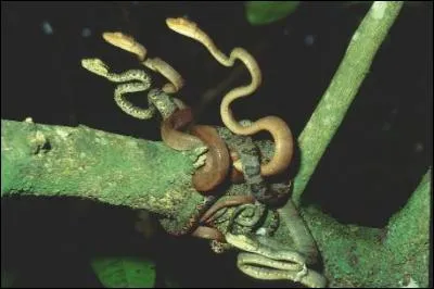 Quels sont les deux pays ayant la plus forte concentration de serpents venimeux ?