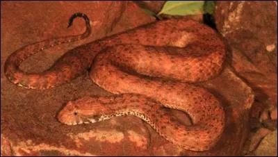 Quelle vipère extrêmement venimeuse a récemment été découverte en Australie ?