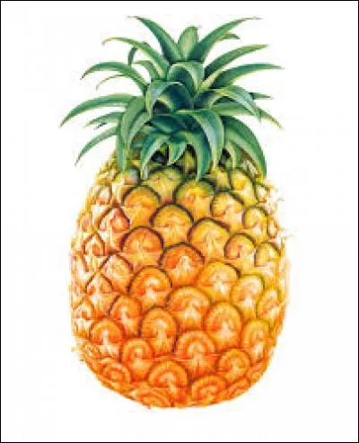 Jus d'ananas - Quel est le nom scientifique de l'ananas ?