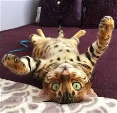 Quelle est la race de ce chat ?